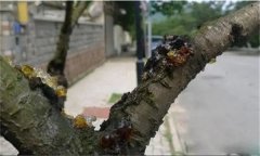 花椒樹流膠病用什么藥防治，如何預(yù)防？
