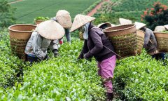 茶葉采摘標(biāo)準(zhǔn)有幾種？