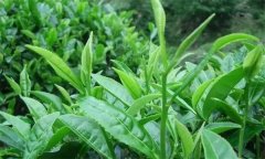什么叫做采摘周期，什么時(shí)間采摘茶葉為宜？