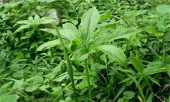 半夏的主要病害有哪些？應(yīng)如何防治？