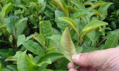 茶橙癭螨為害癥狀，如何防治茶橙癭螨為害？