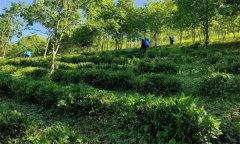 在種植茶園防護(hù)林和遮陰樹時(shí)有哪些要求？