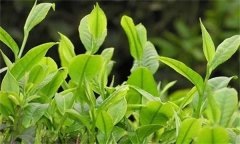 如何對(duì)春茶期茶園病蟲害進(jìn)行綠色防控？