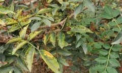 花椒落葉病發(fā)病規(guī)律，花椒落葉病的防治方法