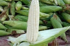 如何選擇糯玉米品種，糯玉米有哪些優(yōu)良品種？