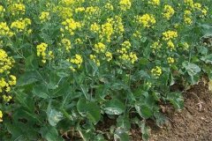 什么是“雙低”油菜，是指什么雙低？