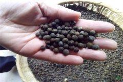 香樟樹(shù)種子可以育苗嗎？香樟苗怎么栽植養(yǎng)護(hù)？