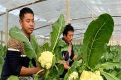 蔬菜病蟲害的生物防治具有哪些優(yōu)點？