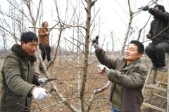 桃樹如何修剪？桃樹各生長(zhǎng)階段的修剪要點(diǎn)