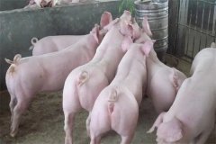 什么是商品豬？什么是肉脂型、瘦肉型豬？