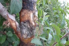 如何區(qū)別蘋果樹干腐病和腐爛??？