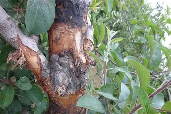 蘋果樹(shù)干腐病和腐爛病