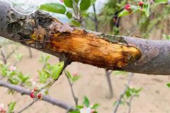 蘋果樹為什么會發(fā)生腐爛病？