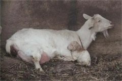 母羊分娩應(yīng)注意些什么，產(chǎn)后無奶怎么辦？