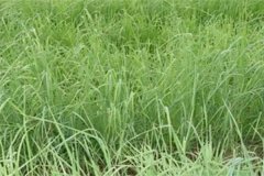 養(yǎng)羊常用哪些牧草，羊的飼養(yǎng)要注意哪方面？