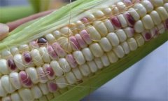 糯玉米種子如何處理，應(yīng)何時(shí)播種？
