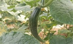 種植黃瓜為什么會(huì)出現(xiàn)畸形瓜？