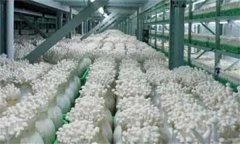 金針菇栽培配方，如何防止金針菇提早開傘？