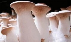 杏鮑菇菌蓋上會長疙瘩、出菇后會開裂怎么辦？