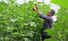 哈密瓜如何整枝留瓜，種植哈密瓜應注意什么？