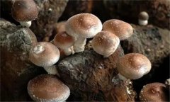 香菇有哪些栽培品種？
