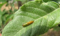 蘋果卷葉蛾的發(fā)生規(guī)律有哪些，有何為害特點？