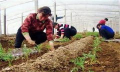 秋茬番茄在定植時應該注意什么問題？
