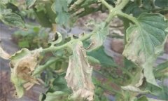如何防治番茄晚疫病，其發(fā)病條件有哪些？