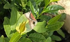 茶樹病蟲害的農(nóng)業(yè)防治、物理防治與生物防治方