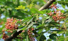 成年花椒樹如何管理？花椒樹管理技術(shù)要點