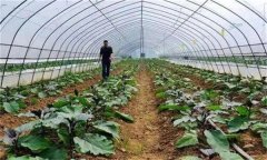 大棚蔬菜撒施肥料有什么危害？