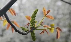核桃雄花分化有幾個時期？