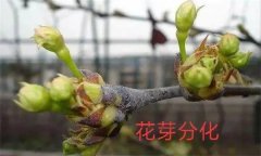 梨樹開花結(jié)果有什么特點？