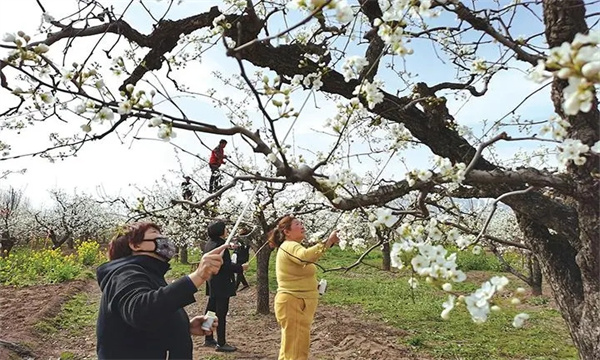 梨樹的開花、授粉和坐果