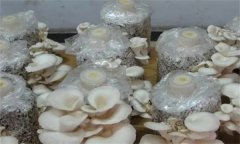 如何防治平菇腐爛病？
