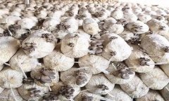 平菇發(fā)菌過程中產(chǎn)生雜菌的原因有哪些？