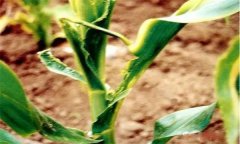 怎樣識(shí)別玉米鐮刀菌頂腐病？