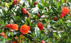 石榴大量落花落果的原因是什么？