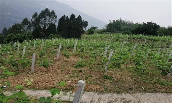 在河灘地、山地、鹽堿地和黏土地上建葡萄園