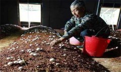 如何確定雙孢菇的播種期和播種量？
