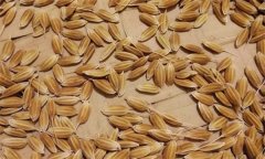 常規(guī)稻能自己留種嗎？它與無公害水稻有何不同