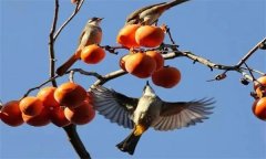 鳥害如何預防？鳥害防治的主要手段和方法