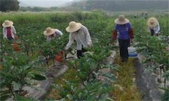 茄子如何高效施肥，給茄子施肥要注意什么？