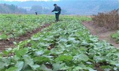 油菜如何施肥？油菜施用磷肥為什么能顯著增產