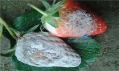 怎樣防治草莓白粉病？