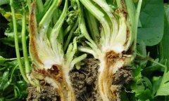 芹菜燒心是什么原因引起的？如何預防芹菜燒心