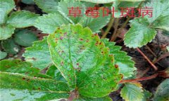 怎樣防治草莓葉斑?。ㄉ哐鄄。?？