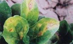菠菜炭疽病的危害癥狀有哪些？如何防治？