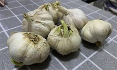 大蒜萌發(fā)期、幼苗期、鱗莖期、休眠期生育特點