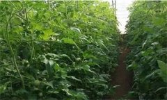 番茄定植前已施大量底肥，花前還追不追肥？